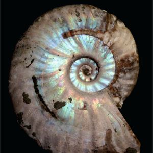 Beudanticeras sp_Rosja_94